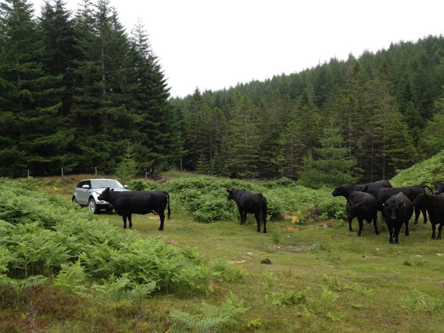 Escocia es un lugar fantástico para manejar un Land Rover. 